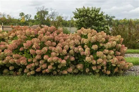 Little Hottie Hydrangea