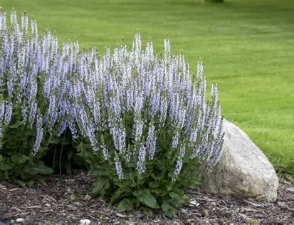Perfect Profusion Salvia (PW)