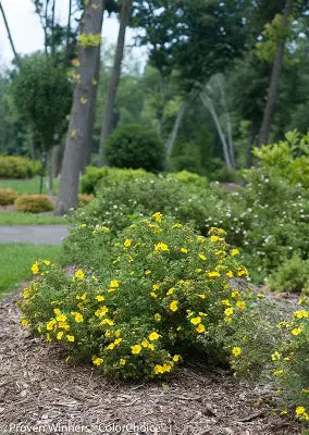 Happy Face Yellow Potentilla (PW)