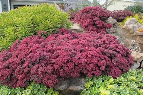 SunSparkler Dazzleberry Stonecrop