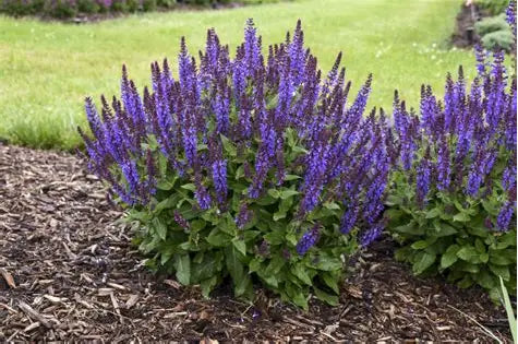 Violet Profusion Salvia (PW)