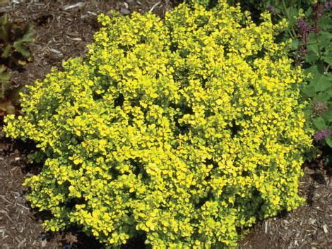 Sunsation Barberry