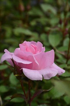 John Davis Rose