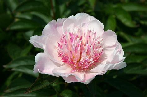 'Do Tell' Peony
