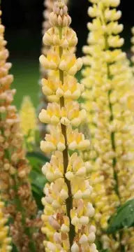 Yellow Dwarf Lupine