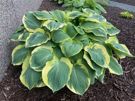 'Orion's Belt' Hosta