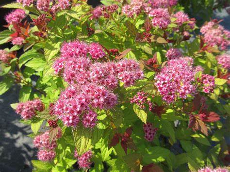 Magic Carpet Spirea
