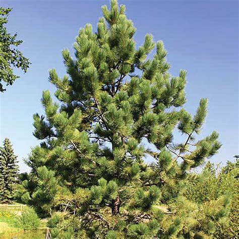 Ponderosa Pine