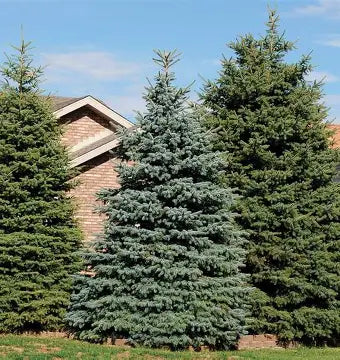 Colorado Spruce