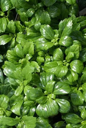 Green Sheen Japanese Spurge