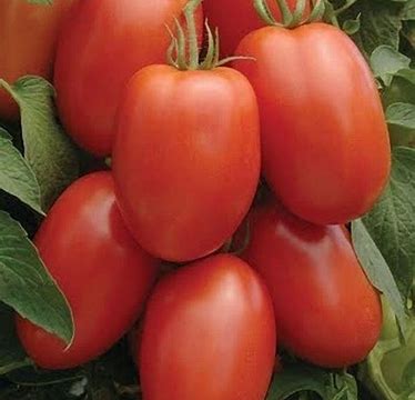 La Roma III Tomato