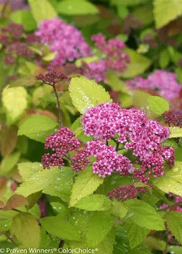 Double Play Big Bang Spirea