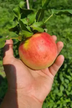 Prairie Sensation Apple