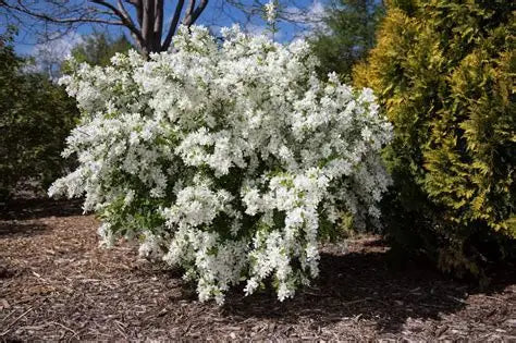 Lotus Moon Pearlbush