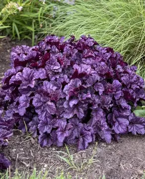 Dolce Wildberry Coral Bells (PW)