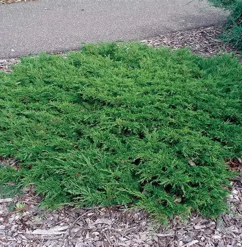 Calgary Carpet Juniper