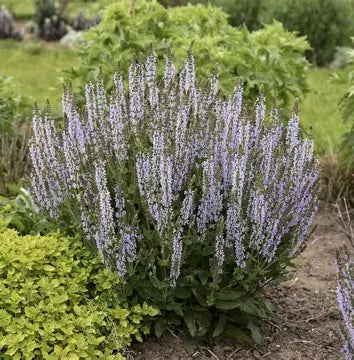Perfect Profusion Salvia (PW)