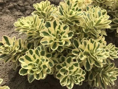Atlantis Stonecrop