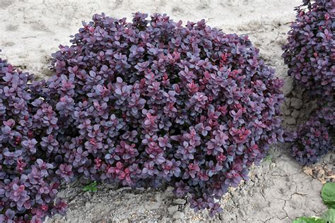 Concorde Barberry