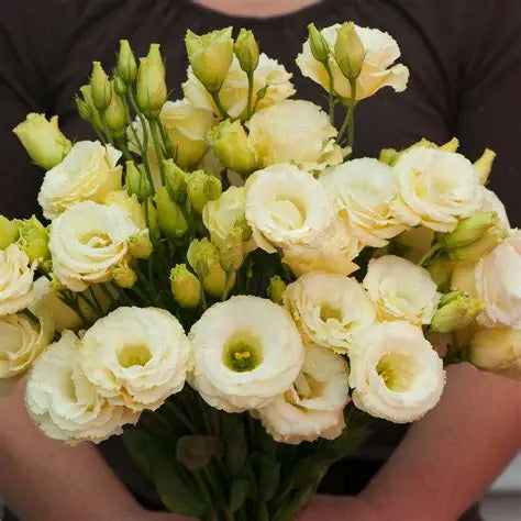Gold Arena Lisianthus