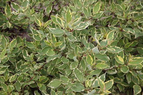 Ivory Halo Dogwood