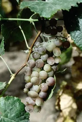Frontenac Gris Grape
