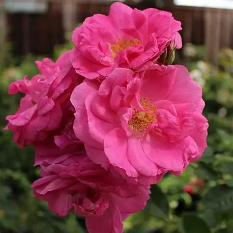 Morden Centennial Parkland Rose (pink)
