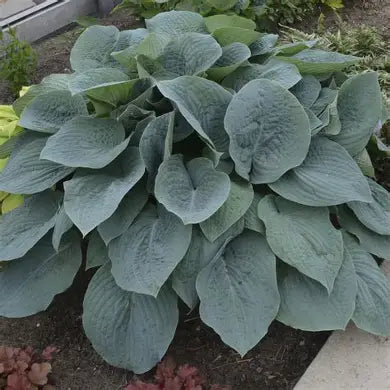 Blueberry Muffin Hosta