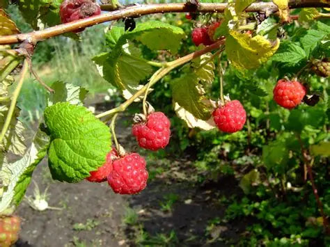 Boyne Raspberry