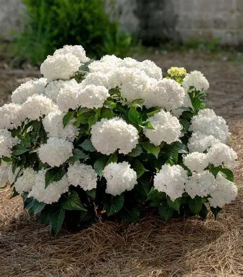 DreamCloud Reblooming Hydrangea