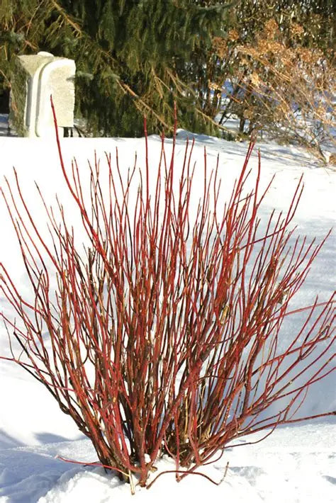 Arctic Fire Red Twig Dogwood (Proven Winners)