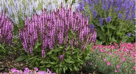 Pink Profusion Salvia (PW)