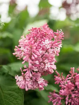 Pinktini Preston Lilac