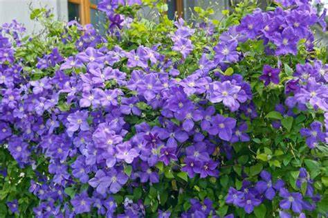 Jackmanii Clematis