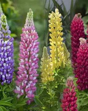 Mini Gallery Mixed Dwarf Lupine