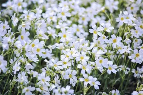 Snow-in-Summer