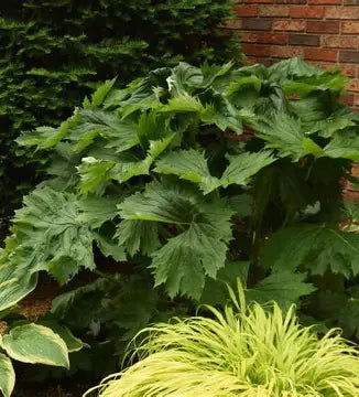 Big Green Tractor Ligularia