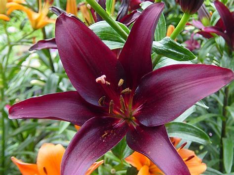 Landini Lily