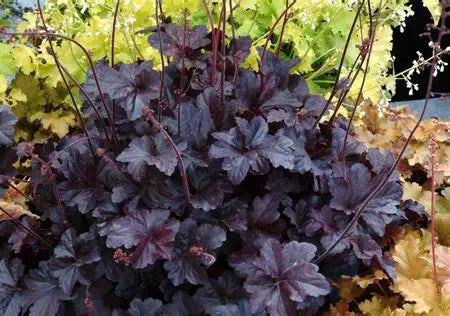 Obsidian Coral Bells