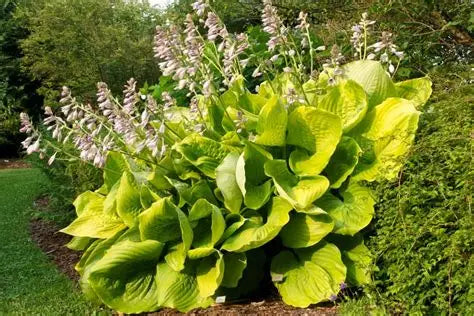 Hosta Sum and Substance