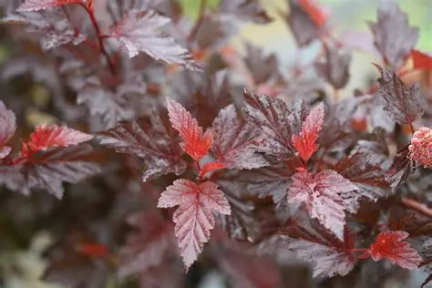 Ginger Wine Ninebark (PW)