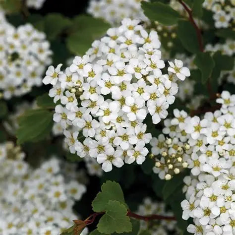 Tor Birchleaf Spirea