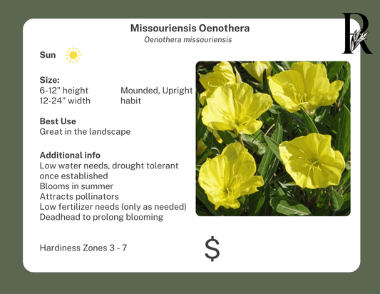 Evening Primrose