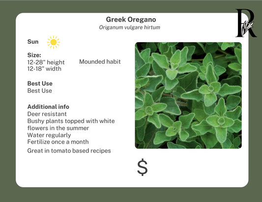 Greek Oregano