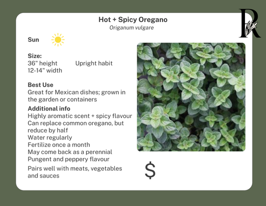 Hot + Spicy Oregano
