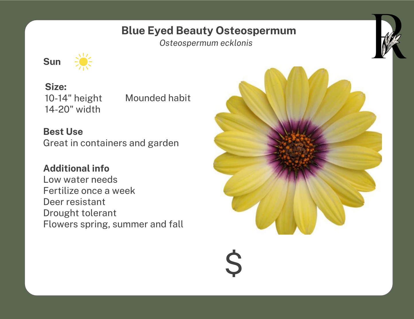 Blue Eyed Beauty Osteospermum