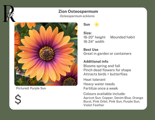 Zion Osteospermum Pink Sun
