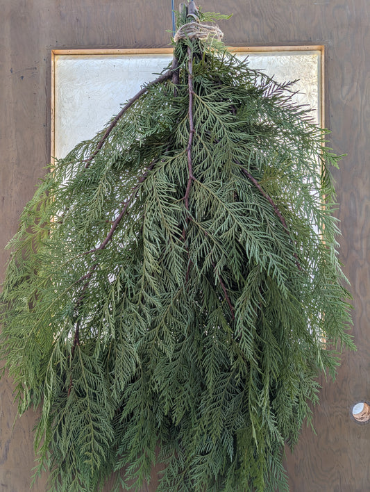 Holiday Greens - Cedar