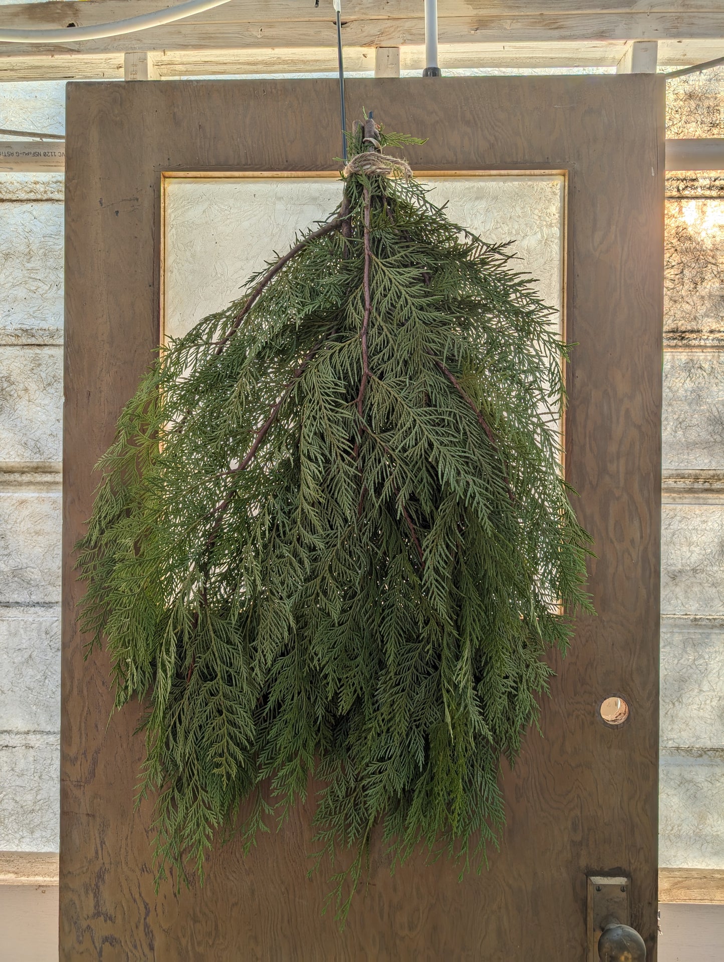 Holiday Greens - Cedar