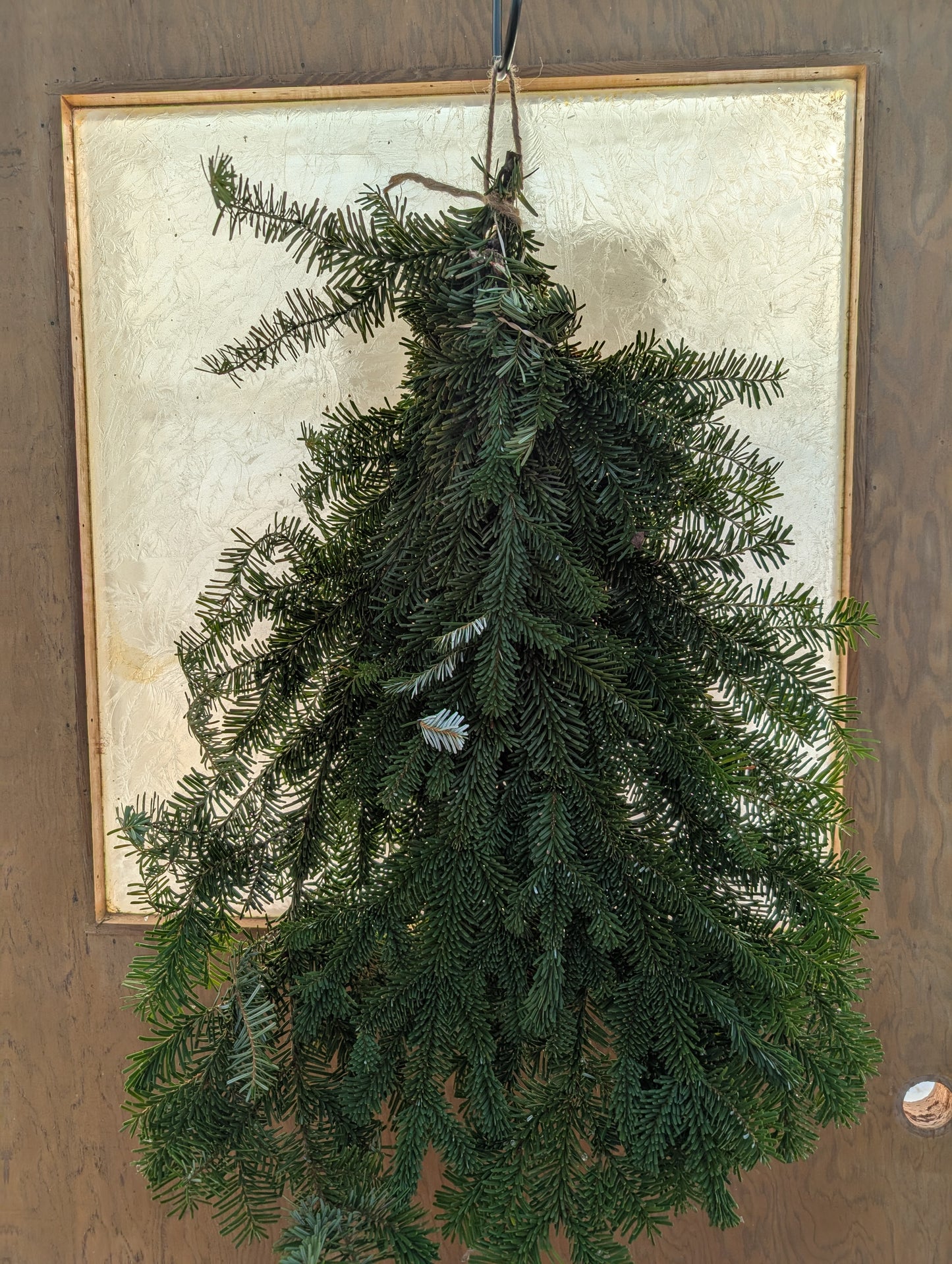 Holiday Greens - Noble Fir